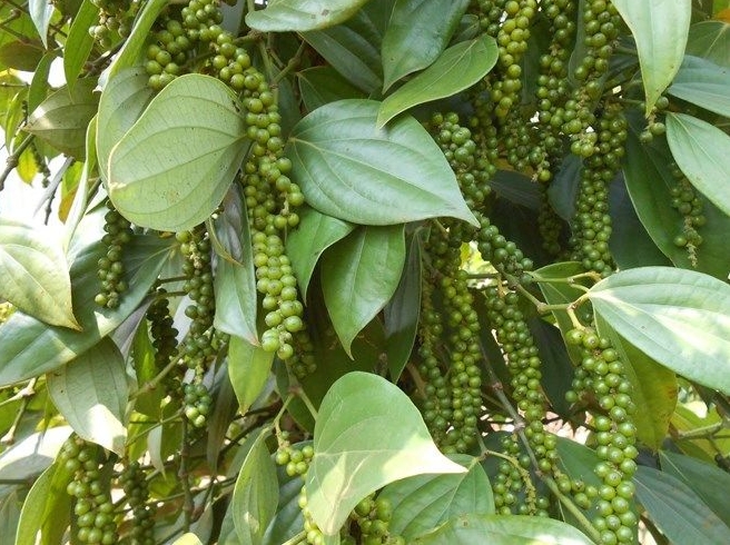 1715844205921174.png 微信截圖_20240516143503.png