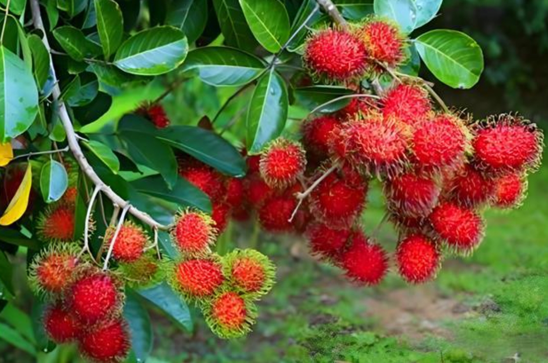 1741937817240792.png 微信(xìn)截(jié)圖_20250314114036.png