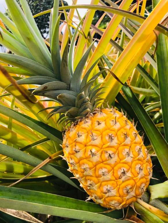 1747209571124319.png 微信截圖_20250514144752.png