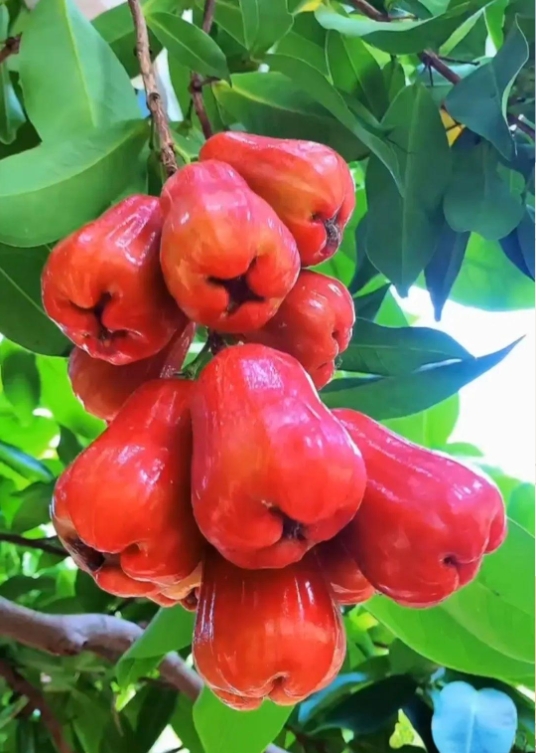 1747209584357082.png 微信截圖_20250514144955.png