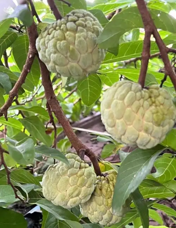 1749544909988554.png 微信截圖_20250610154225.png