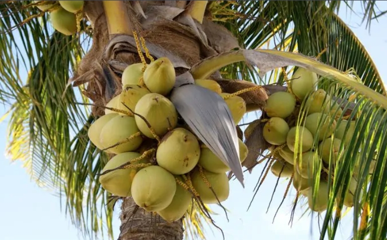 1699856908666832.png 文昌椰子.png