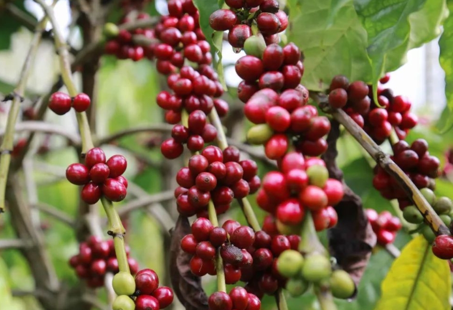 1701661499862950.png 微信截圖_20231122150244.png