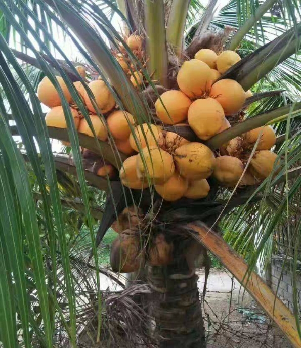 1703830790363943.png 微信截圖_20231227150749.png