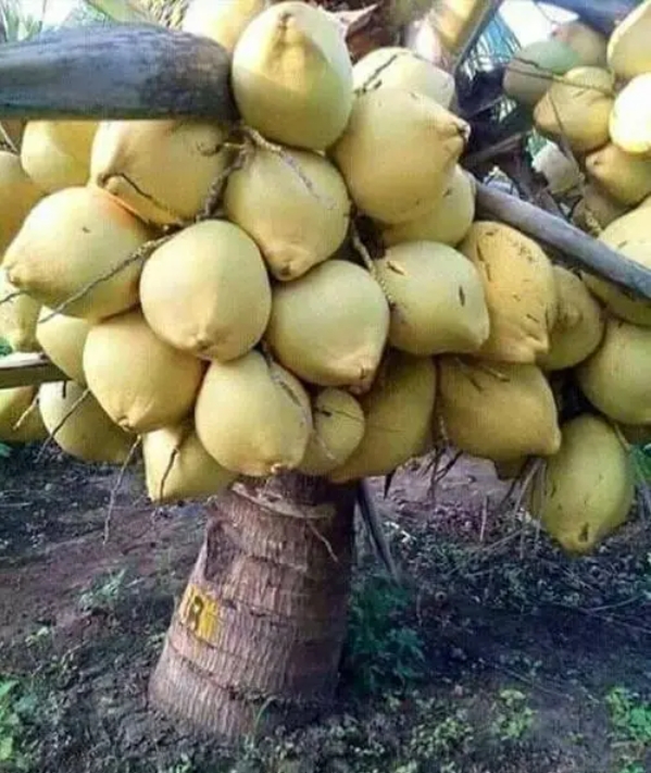 1703830801314497.png 微信截(jié)圖_20231227150847.png