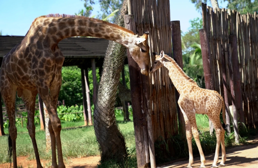 1708842483494578.png 微信截圖_20240119150707.png