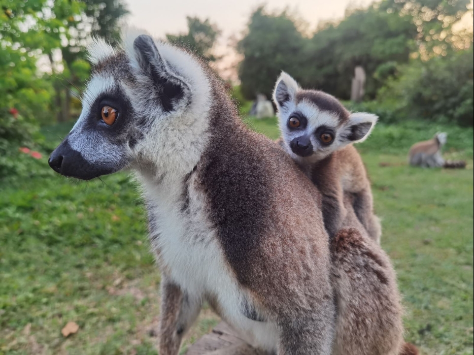 1708843522485265.png 微信截圖_20240119155702.png