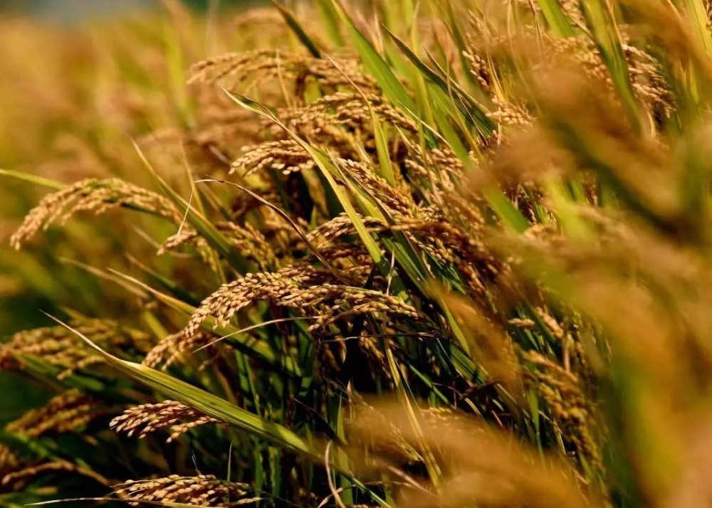 1709539860908839.png 微信截圖_20240302144048.png