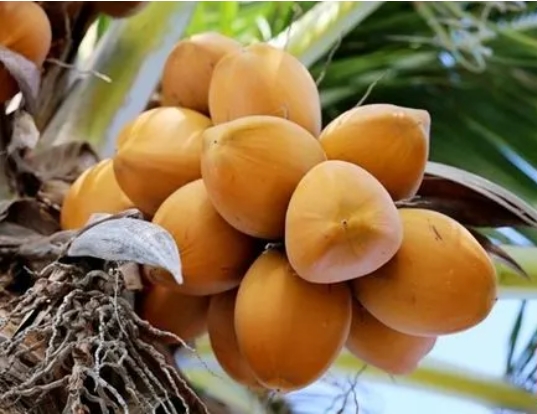 1717574852109757.png 微信截圖_20240605152708.png