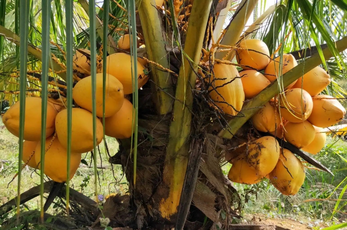 1728629052714005.png 微信截圖_20241011095308.png