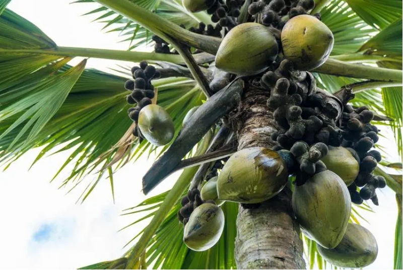 1728974953106935.png 微信截圖_20241015095917.png