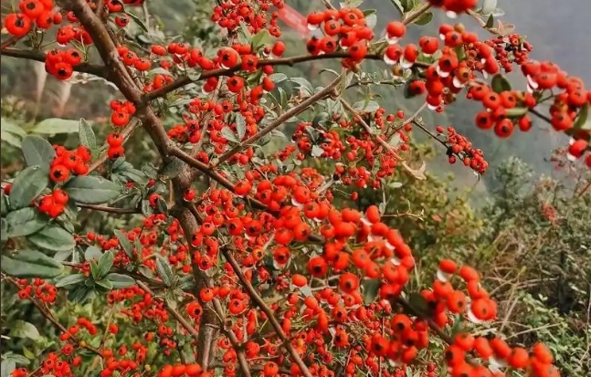 1731394675212037.png 微信截圖_20241111111115.png