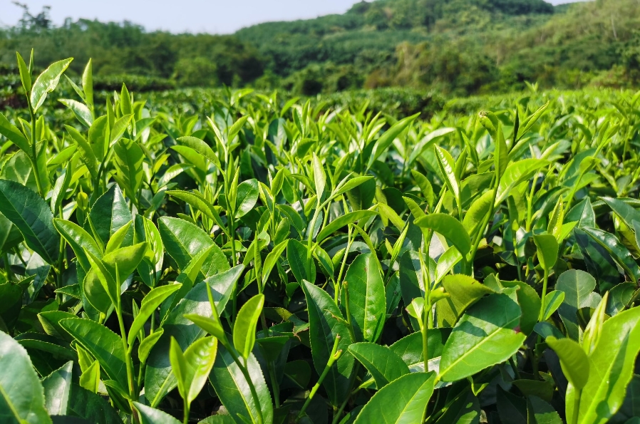 1731478633604484.png 微信截圖_20241111112418.png