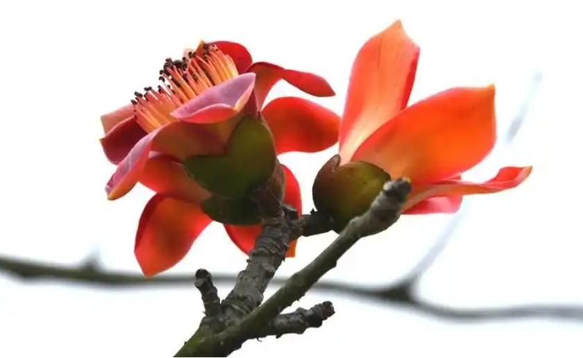 1731997713151271.png 微信截圖_20241113103652.png