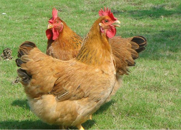 1732679156633940.png 微(wēi)信截圖_20241118110334.png