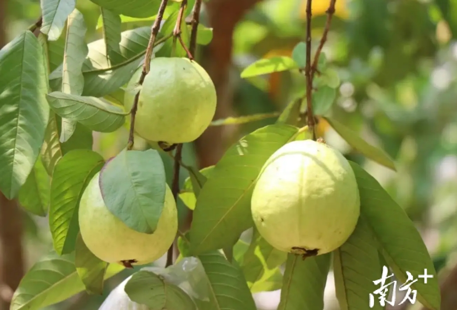 1733900778824522.png 微信截圖_20241211140117.png