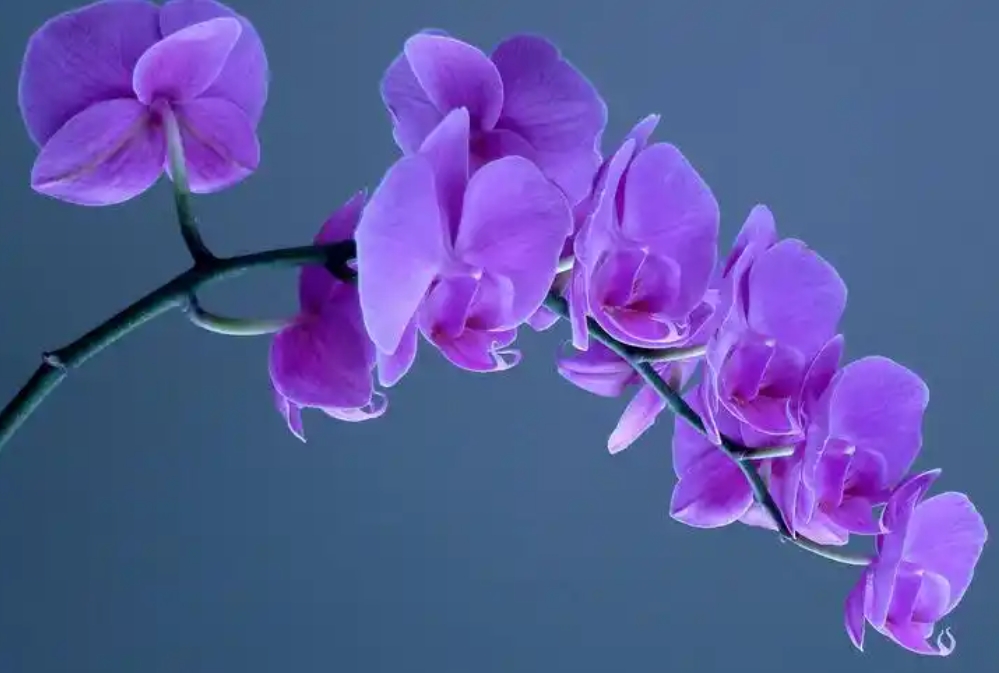 1733984411812077.png 微信截圖_20241211140138.png