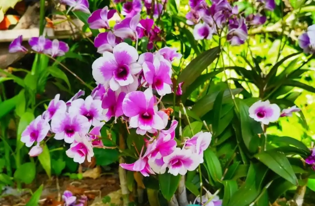 1733984422879932.png 微信截圖_20241211142739.png