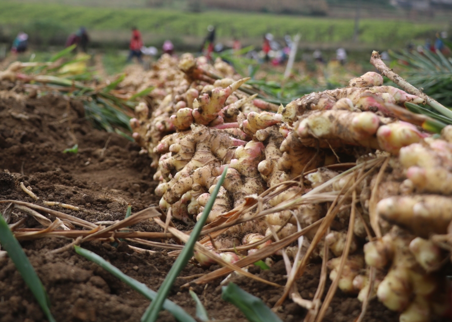 1734416271912905.png 微信截圖_20241216100814.png