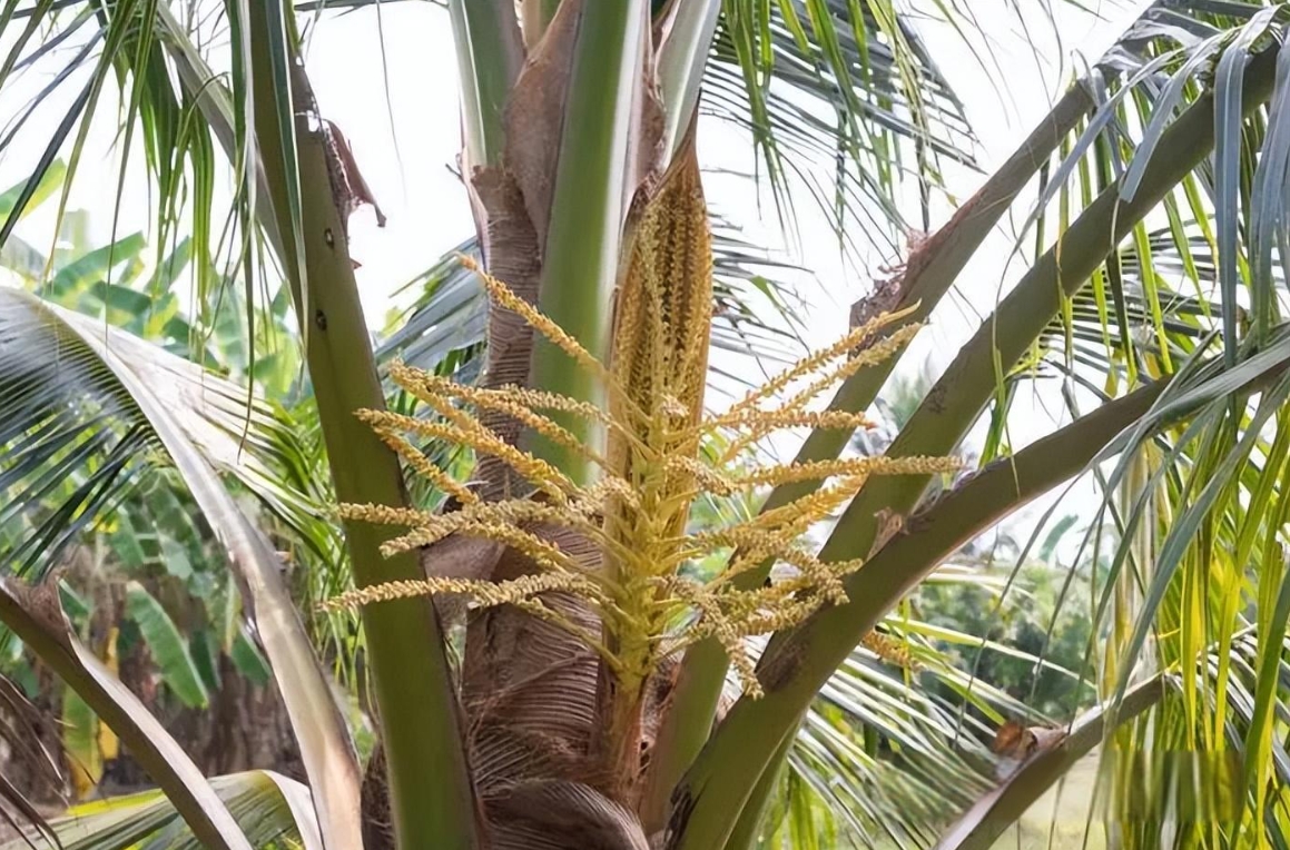 1734591998928825.png 微信截圖(tú)_20241218112410.png