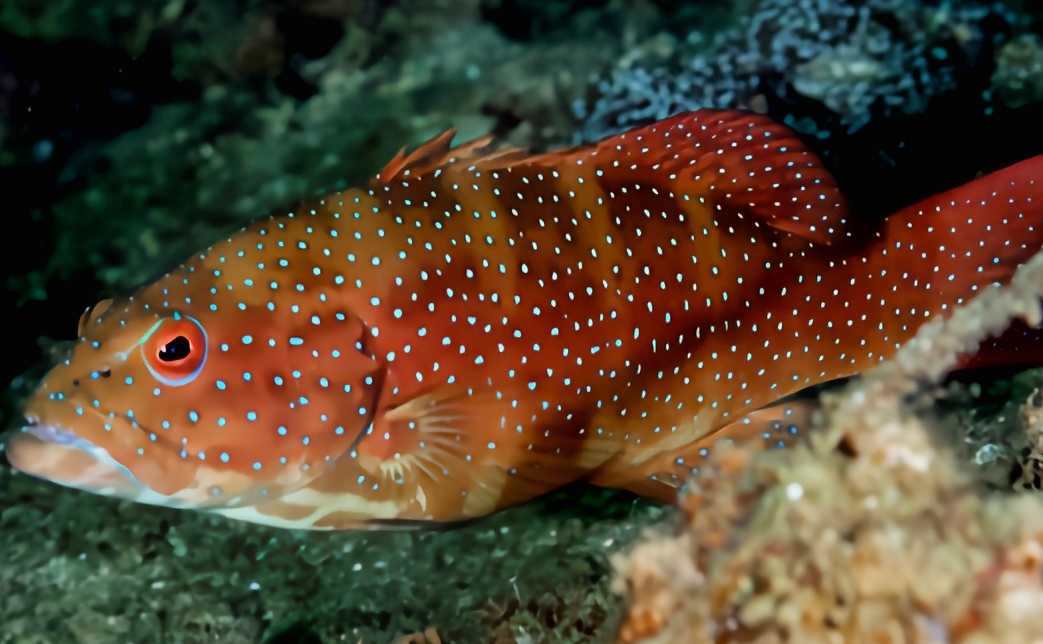 1734942361740710.png 微信截圖(tú)_20241219111647.png