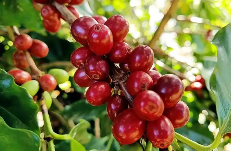 1737014820347256.png 微信截圖_20250114115403.png