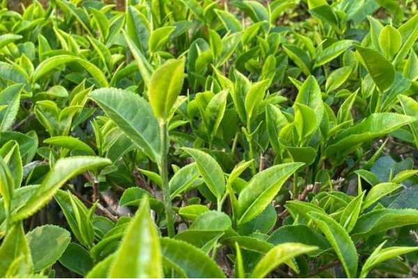 1737095011717455.png 微信截圖_20250116101741.png