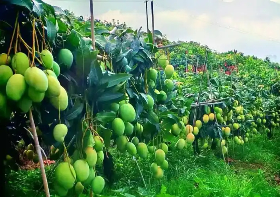 1738999628885221.png 微(wēi)信截圖_20250207111628.png