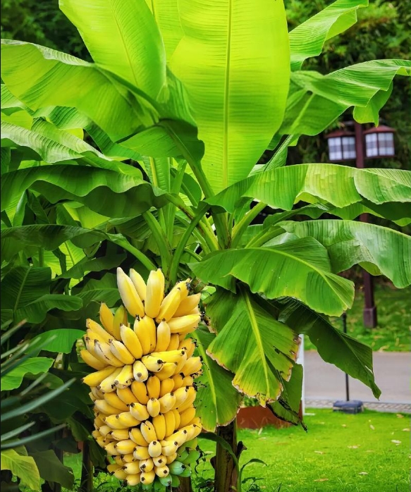 1739605569821634.png 微信截圖_20250214120220.png