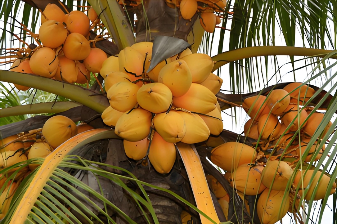 1740725621158025.png 微信截圖_20250226151025.png