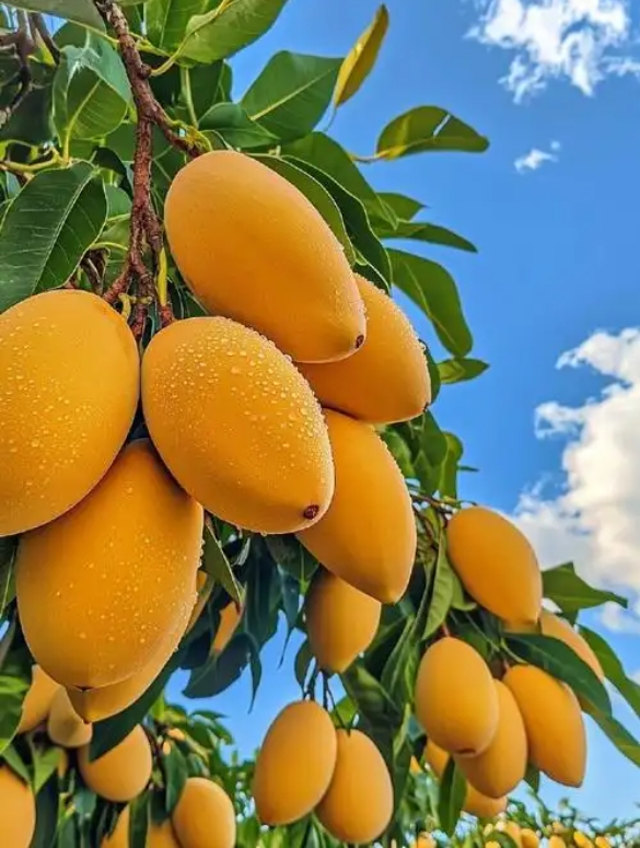 1746848738557590.png 微信截圖_20250510113016.png