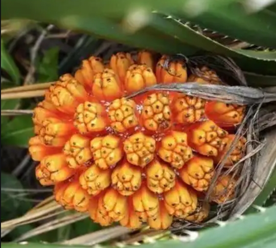 1748243411875425.png 微(wēi)信截圖_20250526143500.png