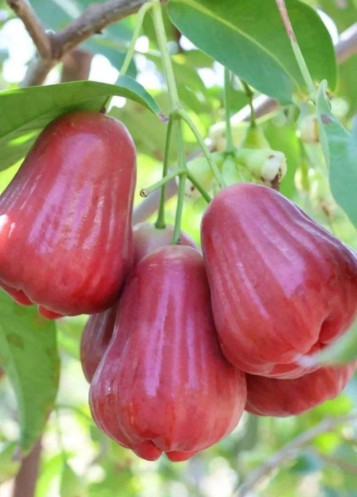 1749198526414281.png 微信截圖_20250606145547.png