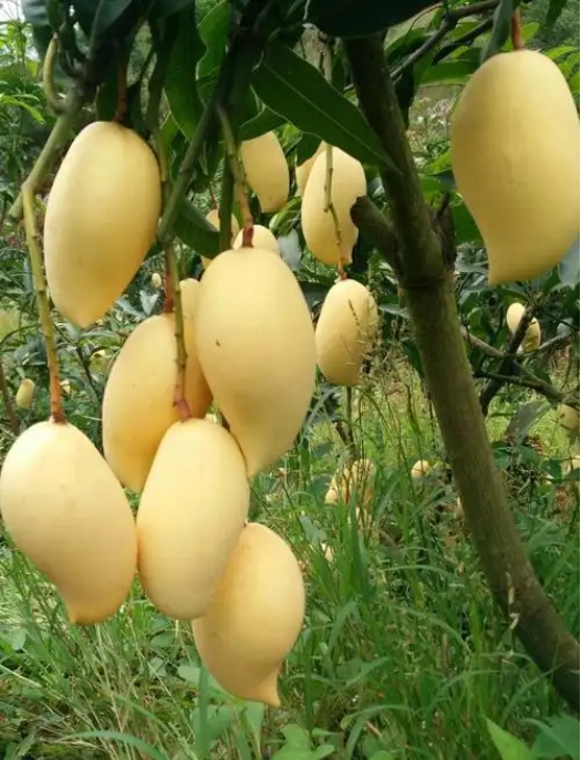 1749285932384592.png 微信截圖(tú)_20250607152257.png