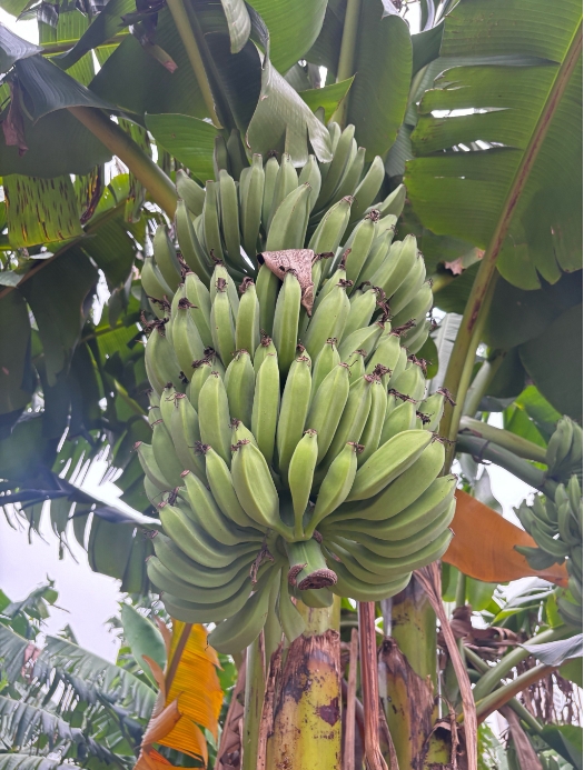 1750237873216305.png 微信截圖_20250618155119.png