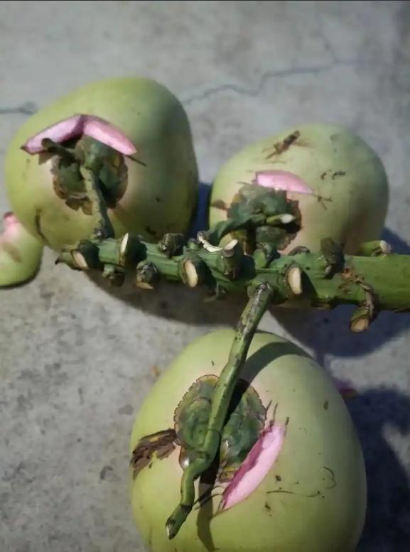 1751012132144397.png 微信截圖_20250627152354.png