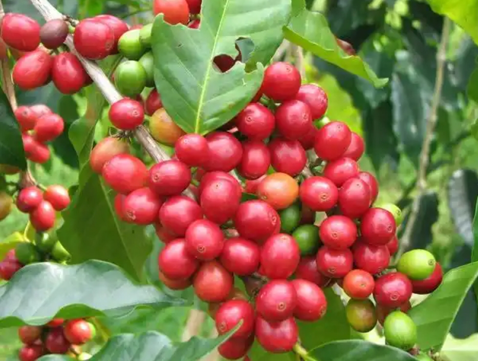 1752481791838900.png 微(wēi)信截圖_20250714115931.png