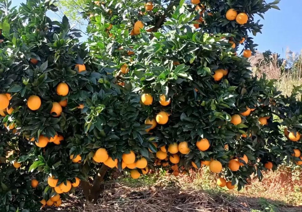 1752655293879996.png 微(wēi)信截圖_20250716153203.png