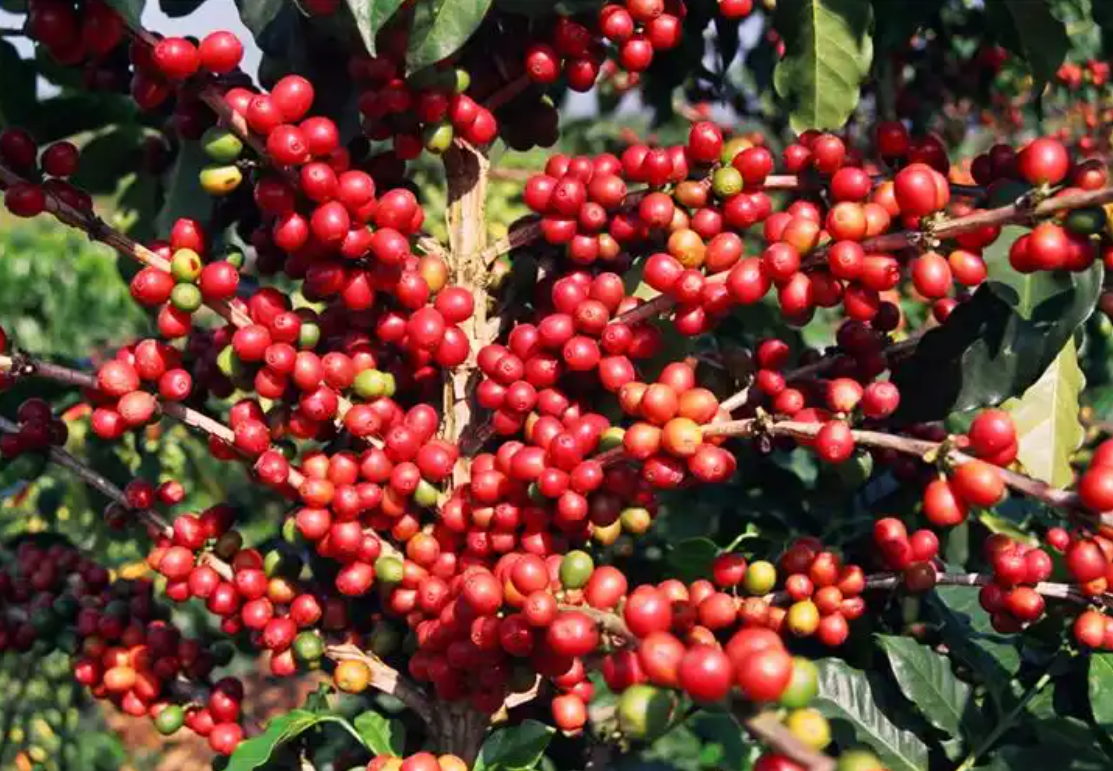 1756110160105326.png wechat_2025-08-19_160922_486.png